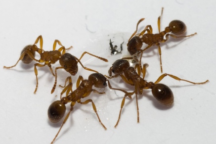Уничтожение муравьев   в Ромашково 