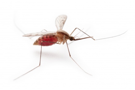 Уничтожение комаров   в Ромашково 
