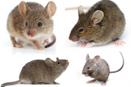 Уничтожение (дератизация) мышей   в Ромашково 